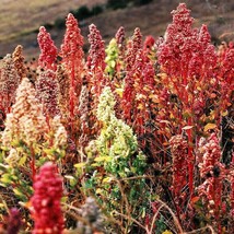 Guashi Store 100 Seeds Organic Brilliant Rainbow Quinoa Mix Mixed Colors Chenopo - £7.91 GBP