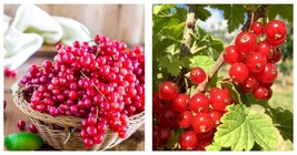 Red Currant Seeds 100 Seeds Ribes Rubrum Easy to Seasons, Meaningful Gift - £15.97 GBP