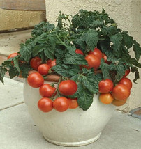 50 + seeds Patio Plum Tomato Hybrid Tomatoe Vegetable Garden Edible Cann... - £7.10 GBP