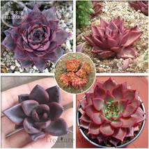 5 Seeds Taurus Echeveria Agavoides Romeo Beautiful - $14.11