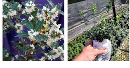 Live Plant - Fragrant Princess Dwarf Tea Olive ( osmanthus ) - ( 1 QT ) - $52.99