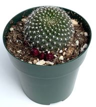 Cactus Krainz Crown Rebutia Krainziana - £22.35 GBP