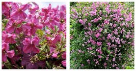 Live Plant - Pink Mink Clematis - 4&quot; Pot - £43.20 GBP