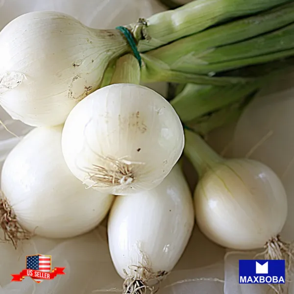 450+ Long White Sweet Spanish Onion Seeds Non Gmo Heirloom Fresh Garden ... - £5.55 GBP