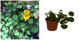 Dragon Impatiens Repens Pretty Vinings Golden Tropical Live Plant 2.5&quot; P... - £32.89 GBP