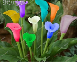 Hot New 100  pcs Rainbow Calla Lily Plants Flower Plant Plants Seed Indoor Plant - £4.87 GBP