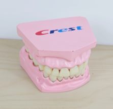 Dental Crest Gum &amp; Teeth Display Hinged Vintage Brushing Model Demo Pink... - £37.88 GBP