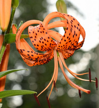 20 Tiger Lily Seeds Lilium Columbianum Spotted Flowers Ship - $8.35