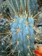 Browningia hertlingiana OJO blue cactus azureocereus hertiglianus seed  50 SEEDS - £10.27 GBP