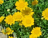 300 Seeds Yellow Daisy Flower Seeds Wildflower Drought Tolerant Flowers ... - $8.99