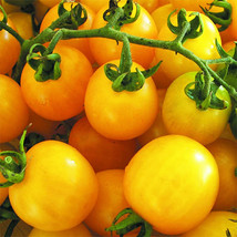 Fresh Seeds 50 Seeds Golden Sunshine Tomato Juicy Tomatoe Vegetable Garden - $7.32