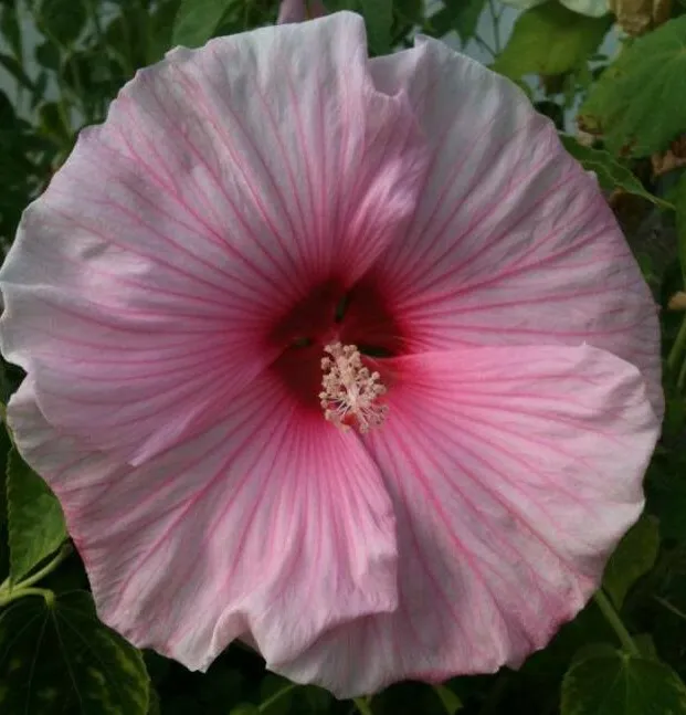 200 Pink Rose Mallow Flower Seeds Lavetara Trimestris - $4.00