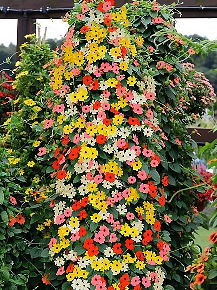 From US 10 pcs Thunbergia &#39;PAYUAKEH&#39; Mixed Seeds - £6.67 GBP