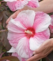 7 Disco Belle Hibiscus Seeds-1096 - £3.15 GBP