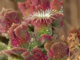100 SEEDS Mesembryanthemum Crystallinum Crystalline Ice Plant Seeds - £13.29 GBP