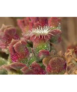 100 SEEDS Mesembryanthemum Crystallinum Crystalline Ice Plant Seeds - $16.90