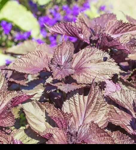Primary image for Shiso 350 - 5600 Seeds Purple Perilla Red Mint Aroma frilled leaves Salad Herbs