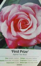 First Prize Rose 2 Gal. Pink Live Bush Plants Hybrid Tea Plant Roses - £46.48 GBP