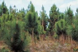 Pinus yunnanensis YUNNAN PINE TREE Seeds #GRG03 - $18.17