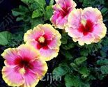 Hibiscus Seeds Pink &amp; Red With Golden Yellow Edge - $10.99