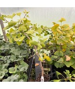 Ginkgo Biloba Eagle S Nest Ginkgo Tree Live Plant 12 Inch Tall 1 Year Gr... - $13,805.97 MXN