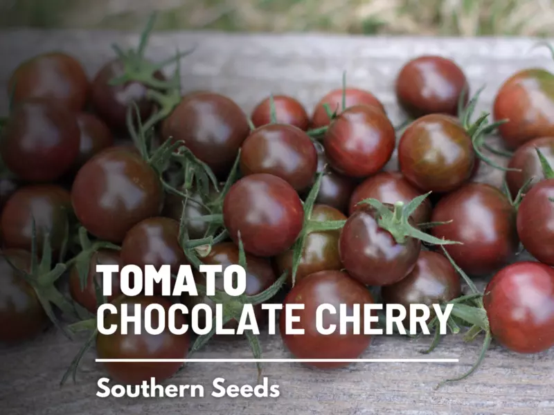 50 Seeds Tomato Chocolate Cherry Fast Heirloom Setup Beautify Instantly - £7.92 GBP