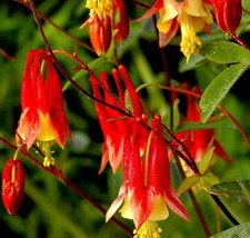 Columbine &#39;Eastern Red&#39; – Perennial Flower | Non-GMO, 500 Seeds - $11.16 CAD