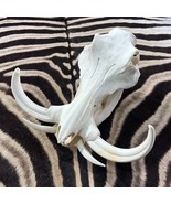 African Warthog Skull - Real Trophy Warthog Skull About 15 X 14 X9&quot; - 11... - $6,522.19 MXN