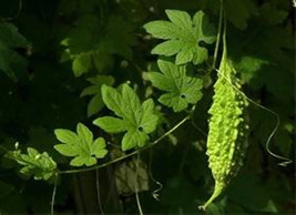 Thai Bitter Gourd, Mara Kee Nok, MOMORDICA CHARANTIA, Bitter Cucumber, s... - $2.35