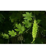 Thai Bitter Gourd, Mara Kee Nok, MOMORDICA CHARANTIA, Bitter Cucumber, s... - $43.86 MXN