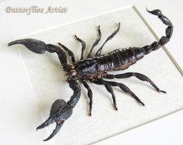 Real Giant Scorpion Heterometrus Laoticus Two Sets Pinchers Framed Display  - $82.99