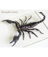 Real Giant Scorpion Heterometrus Laoticus Two Sets Pinchers Framed Display  - $113.50 CAD