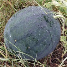 Florida Giant Watermelon Seeds 15 Ct Fruit Melon Heirloom NON-GMO - £1.64 GBP