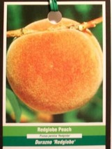 Red Globe Peach 4-6 Ft Tree Plant Sweet Juicy Peaches Fruit Trees Garden Plants - £77.73 GBP