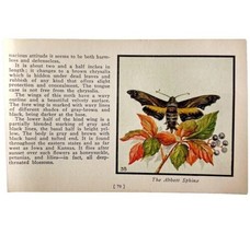 The Abbott Sphinx Moth 1934 Butterflies Of America Antique Insect Art PC... - £15.72 GBP