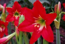 100 Seeds Hippeastrum Bulbs Seeds Bonsai Amaryllis Barbados Lily Potted Bonsai B - £5.58 GBP