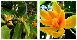Michelia Champaca Magnolia Champaca Joy Perfume Tree Seeds 80 Garden Seeds - £23.53 GBP