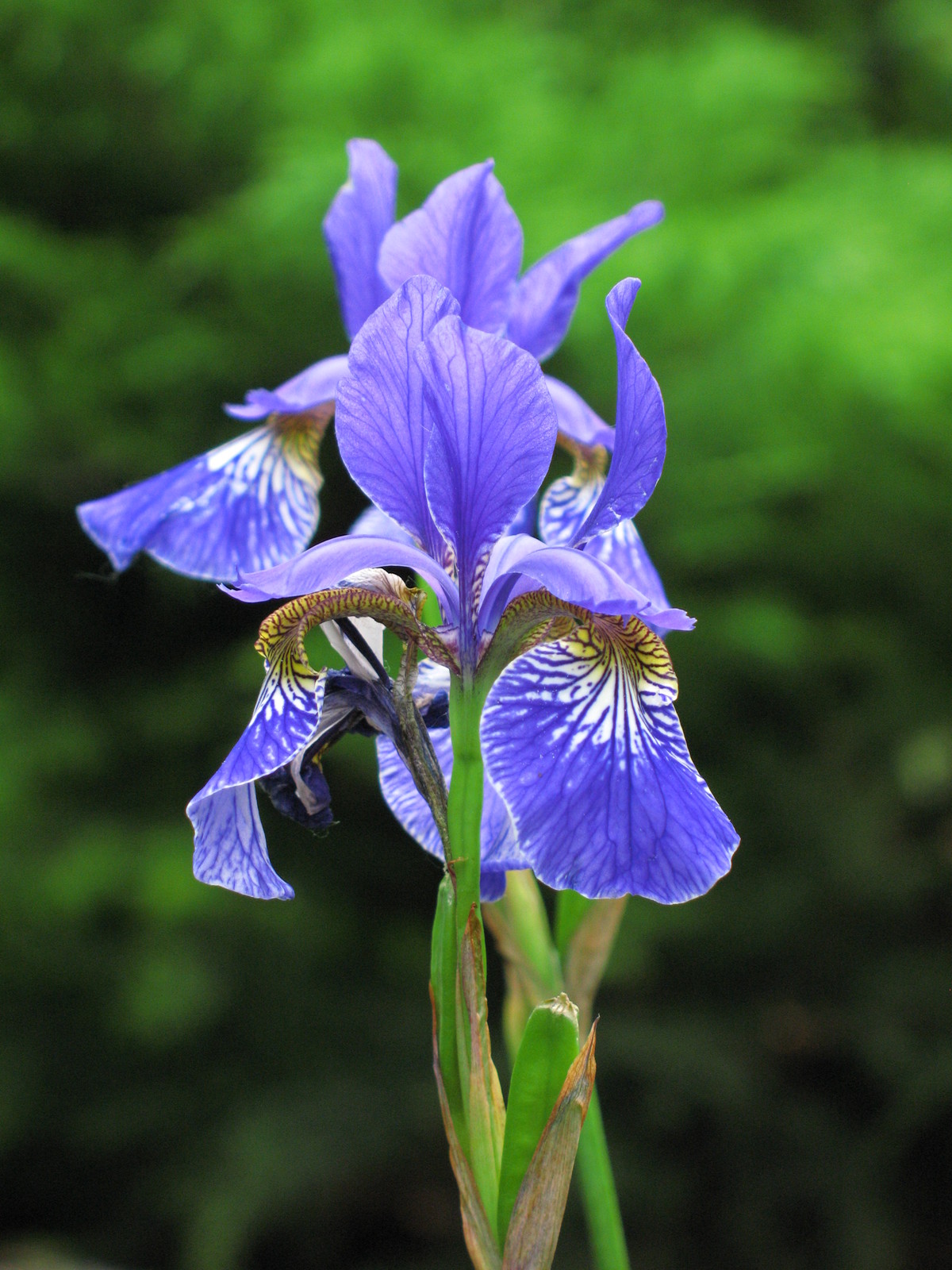 25 Fresh Seeds - Wild Blue Iris