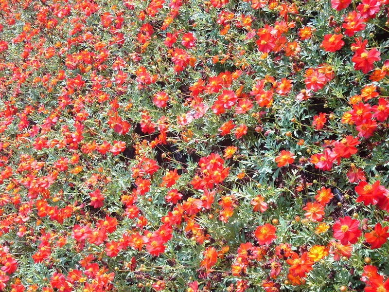 300 Seeds Wine Red Tetra Versailles Cosmos - £11.35 GBP