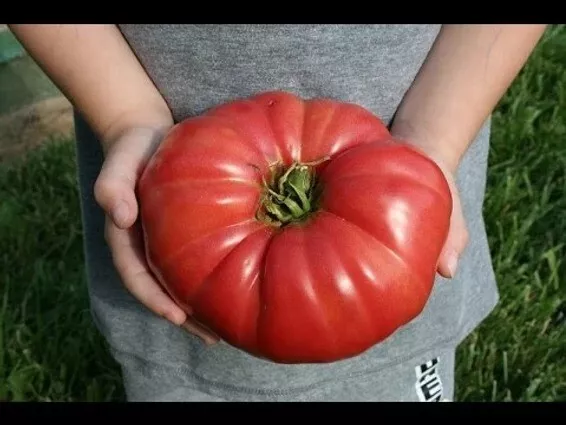 30 Giant Belgium Pink Tomato Seeds Heirloom Seed 2024 Non-Gmo Fresh Garden - £5.24 GBP