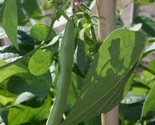 Black Turtle Bean Seeds, NON-GMO, Shelling Dry Bean, Frijoles Negros, FR... - $2.27+