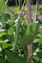 Black Turtle Bean Seeds, NON-GMO, Shelling Dry Bean, Frijoles Negros, FR... - $1.77+