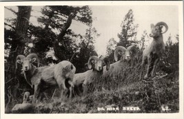 RPPC Big Horn Sheep Mountain Along the Canadian Pacific Postcard V10 - £6.21 GBP
