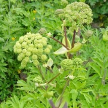 Herb Angelica Holy Ghost Biennial Culinary Licorice Fragrant Non-Gmo 100... - £7.78 GBP