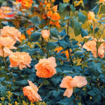 50 Seeds Gloire De Dijon Subtle Fragranced Climbing Rose Fresh Seeds for Plantin - $11.99