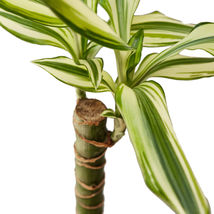 Live Plant - Dracaena &#39;Sted Sol Cane&#39; - 4&quot; Pot - Fairy Garden/Houseplant  - £35.15 GBP
