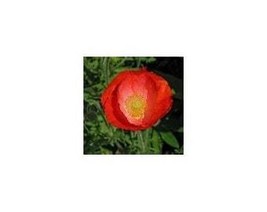 USA Seller 25 American Legion Red Poppy Seeds Fast Shipping - $13.99