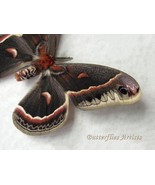 Real Large Silk Moth Hyalophora Cecropia Taxidermy Framed Entomology Sha... - $87.99