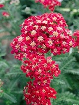 50 Red Velvet Achillea Yarrow Flower Seeds Perennial Deer ResistantFrom US - $8.35