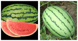 90pcs Lazy Melon King Watermelon Bonsai red Meat Garden Balcony Potted Fruit  - £14.89 GBP